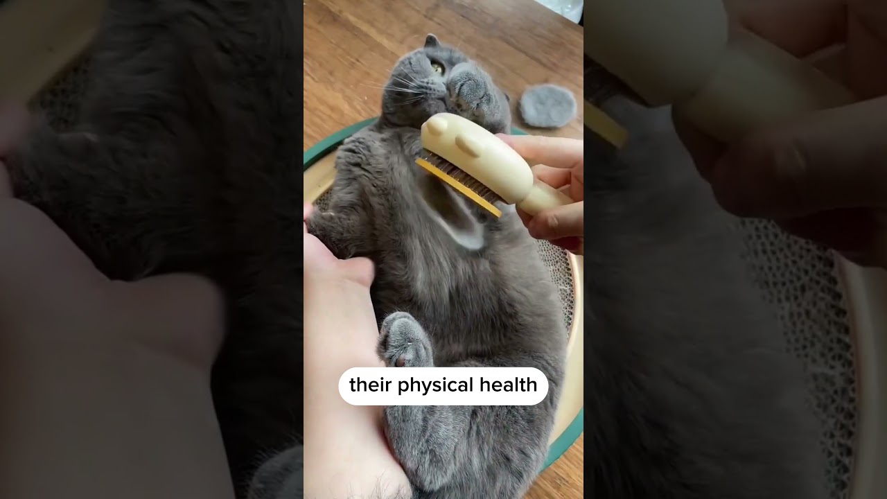 Brush your cat more with this cat brush!