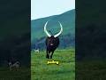Tahukah kamu? 🐄😱 Sapi Ankole-Watusi memiliki salah satu tanduk terbesar di dunia!