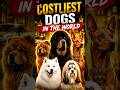 Top 5 Costliest Dogs in the World