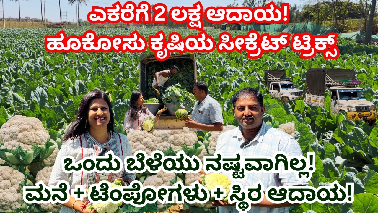 ಎಕರೆಗೆ 2 ಲಕ್ಷ ಆದಾಯ I ಹೂಕೋಸು ಕೃಷಿಯ ಸೀಕ್ರೆಟ್ ಟ್ರಿಕ್ಸ್ I CAULIFLOWER FARMING IN KANNADA HOOKOSU FARMING