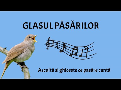 Glasul păsărilor - Ascultă și ghicește glasul păsărilor