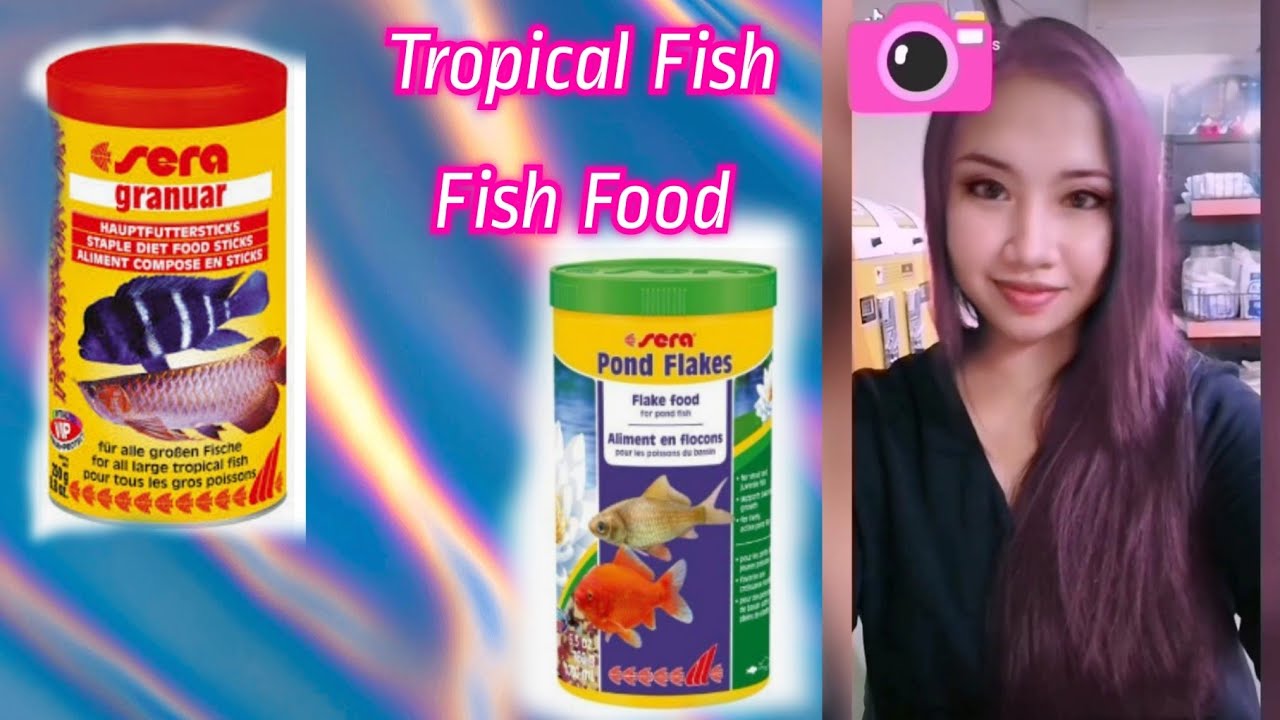 Iloilo Tropical Fish Store feeding fish by AquaMAMA SERA POND fish