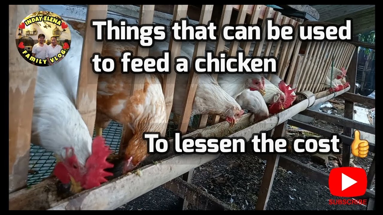 chicken feeds Things that can help to lessen the chicken feed cost