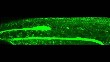 Overview of lateral line migration in zebrafish