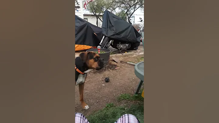 My crazy chicken and dog