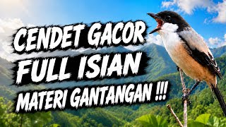 🔴 CENDET GACOR ISIAN MEWAH MATERI GANTANGAN COCOK UNTUK MASTERAN CENDET BAHAN