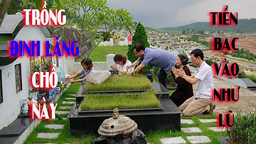 Cây Đinh Lăng Sẽ HÚT TÀI LỘC Vào Nhà, Tiền Vàng Ùn Ùn Kéo Đến Nếu Rơi Vào Tay Con Giáp Này - tvtl