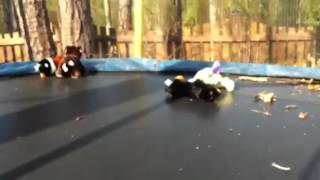 Webkinz Outdoor Games Webkinz Favorite Activities: Intro