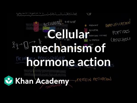 Video: Hansı üçün hormon reseptorları sitoplazmada mövcuddur?