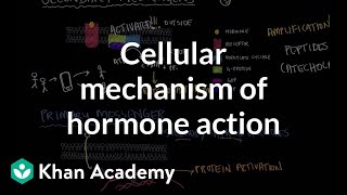 Cellular mechanism of hormone action | Endocrine system physiology | NCLEXRN | Khan Academy