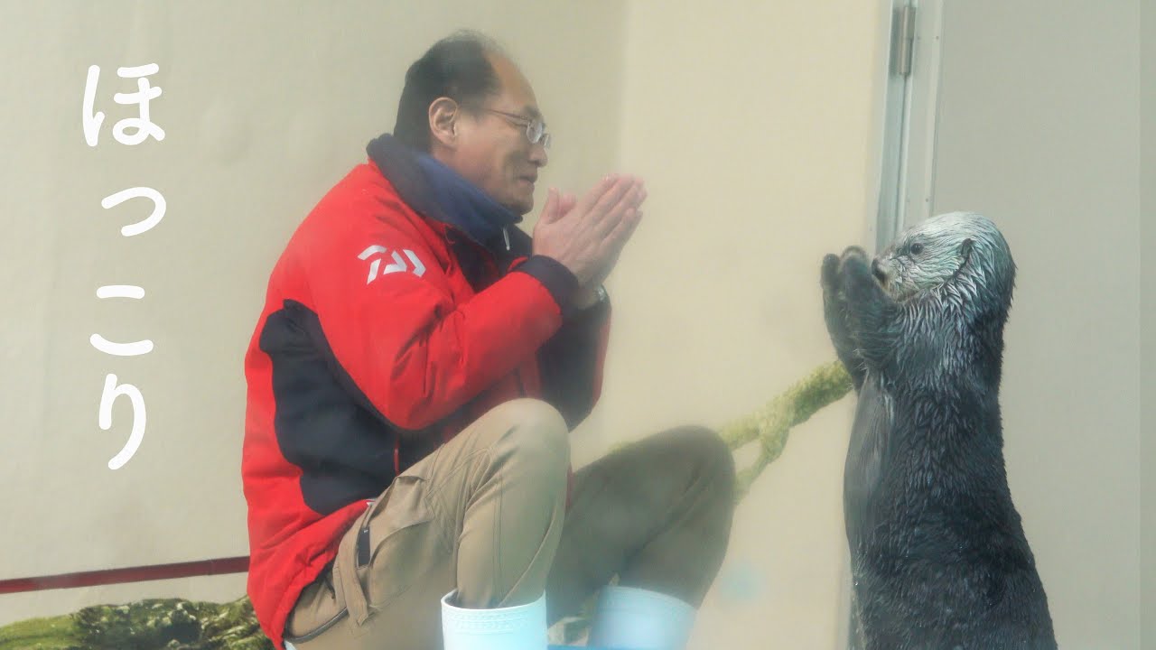 ラッコの可愛さと飼育員さんの笑顔にほっこり!【ラッコのメイちゃんとキラちゃん5】!Sea Otterr”May and Kira
