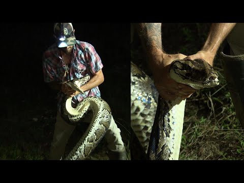 Hunter Bravely Wrestles 16-Foot Burmese Python