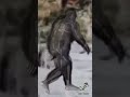 Bigfoot proportions