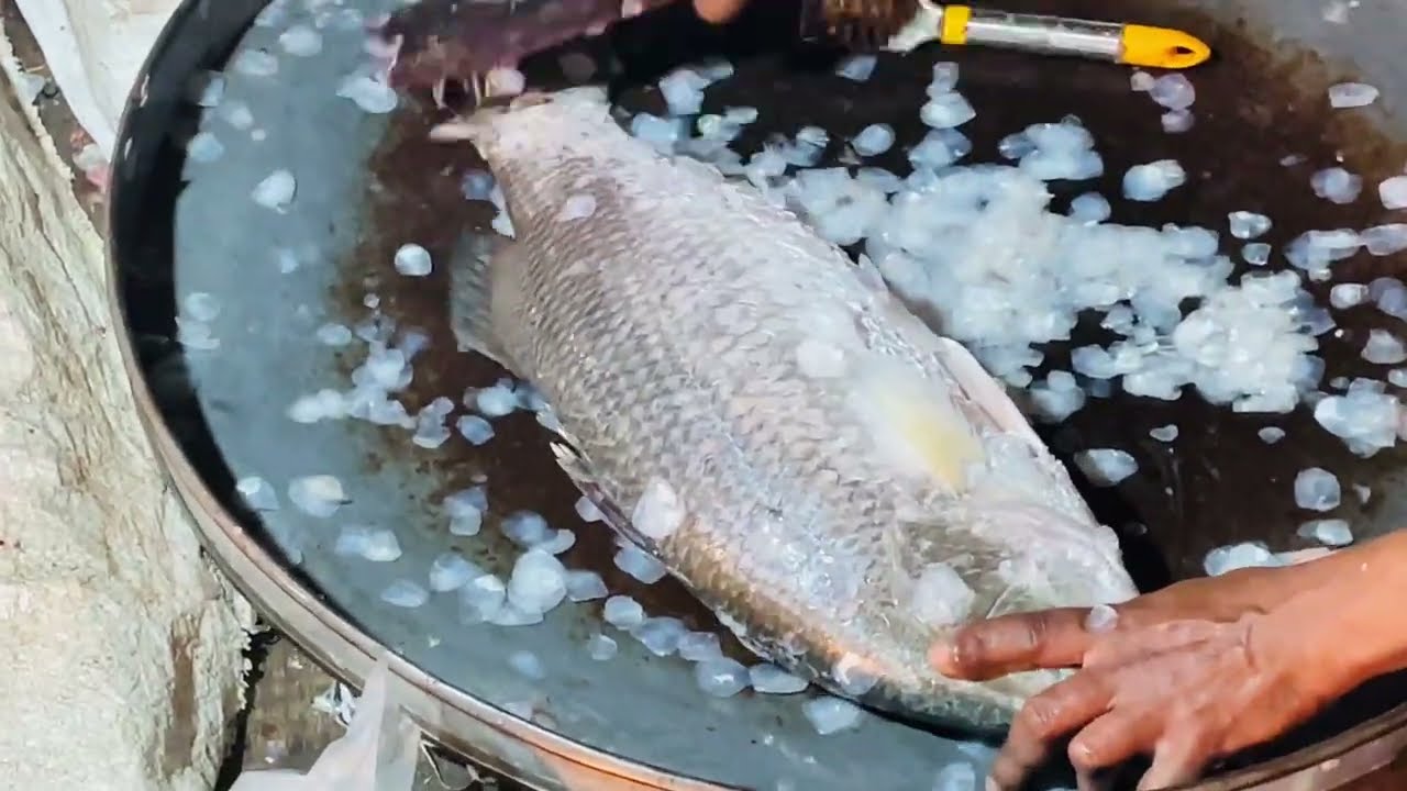 Amazon Fish Cutting Skills in USA 🇺🇸🐟 Incredible Expert Cutter