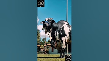 Sapi simental x brahman #cow #sapilucu #cowbrahman #sapi