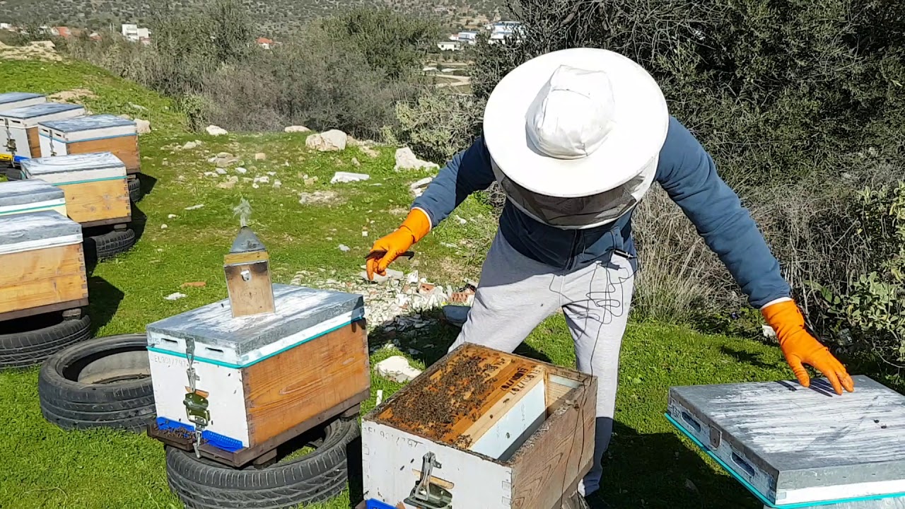 Ανοικτή τροφοδοσία μελισσιών Μέρος 4- Open feeding honey bees part 4