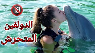 الدولفين المتحر-ش | لن تصدق ماذا تفعل الدلافين مع النساء  Dolphins and human harassment