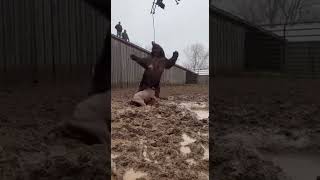 Black Bear Grabs a Claf… Then a Drone Drops a Rope From the Sky 🚁🐻 #funny #viral