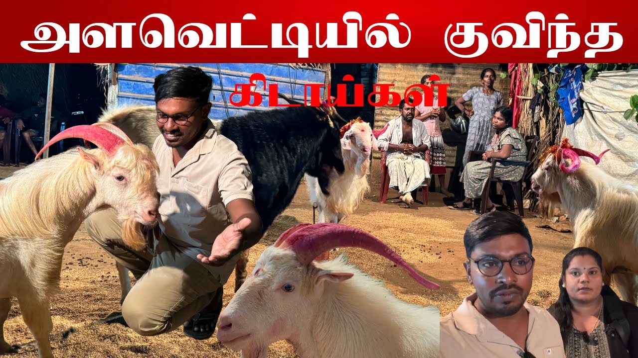 யாழ்ப்பாணத்து அளவெட்டியில் கிடாய்களை பார்க்க குவிந்த மக்கள் | 55000 ரூபாய் கிடாய் |#goatlife