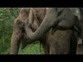 The reunion of Elephant Mae Boonsri and Mebai - ElephantNews