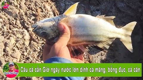 Câu cá cần Giờ ngày nước lớn dính cá măng, bống đục, cá căn | Thanh Phúc Vlogs