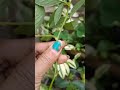 গোলাপ ফুল ফুলি যোৱা পিছত কি কৰে 😊#rose #virel#assamese