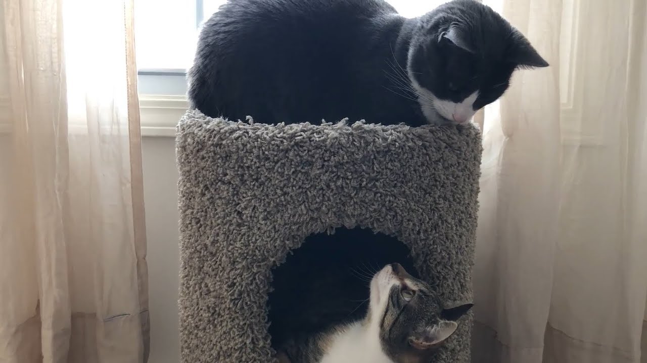 Cats, Kittens and a Cat Condo YouTube