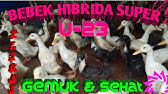 Nan Nan Back Undefined Skip Navigation Search Search Sign In Undefined Home Home Explore Explore Subscriptions Subscriptions Library Library History History Play All Peternakan Bebek Peking Dan Hibrida Super 102 Videos 1 610 Views Last