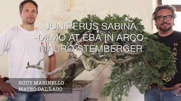 SABINA JUNIPER