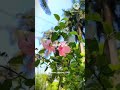 muddabanthi puvvu ila song lyrics whatsapp status#viral#lyrics#ytshorts#status#love#shorts#flowers