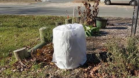 How to wrap a fig tree to survive the winter in New Jersey