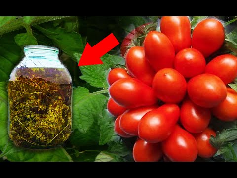 ПОСЛЕ ТАКОЙ ПОДКОРМКИ, УРОЖАЙ БУДЕТЕ СОБИРАТЬ ДО ХОЛОДОВ, ТОМАТЫ ПЛОДОНОСЯТ В ОГРОМНОМ КОЛИЧЕСТВЕ