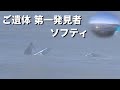 朝普通にサーフィンの撮影から発見するまでの一部始終