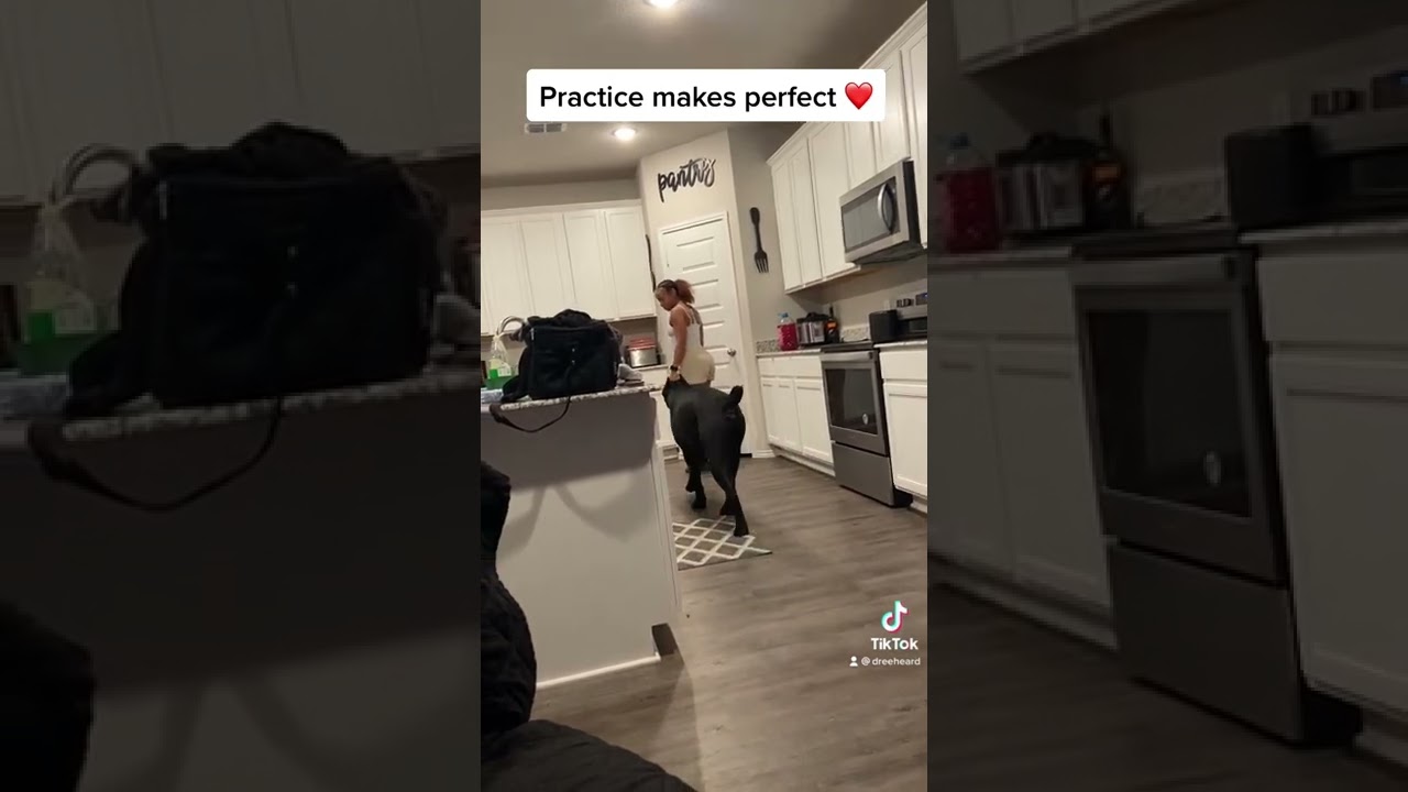 Home Training Exercises With Cane Corso Ghost  ❤️🙏🏽🐶