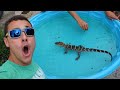 Giving a baby alligator a bubble bath with blakesexoticanimalranch