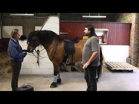 Video: French Saddle Pony Horse Breed Hypoallergenic, Kesehatan Dan Umur