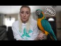 My Blue Throated Macaw Talking | Q&A With Jinx!