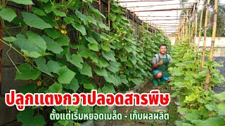 ปลูกแตงกวาปลอดสารพิษ ตั้งแต่เริ่มหยอดเมล็ดจนถึงการเก็บผลผลิต | วิธีปลูกแตงกวาในถุงปลูก
