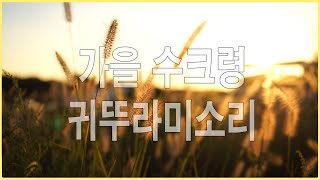 가을풍경 느낌  수크령 해질무렵풍경 귀뚜라미소리 자연의소리 nature sounds