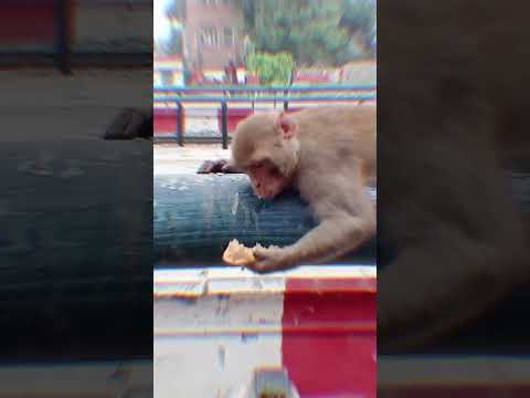 #mankey