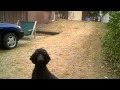 Flying Jumping Standard Poodle