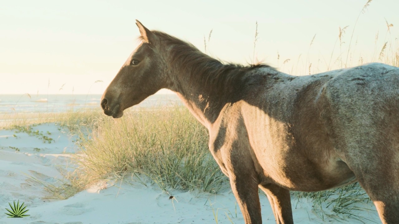 What is REALLY going on with the wild horses on Cumberland Island?