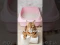 【粗相のニオイ消し】猫に安全な洗剤「ピリカレ」 #Shorts