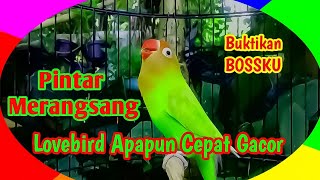 Mustahil Lovebird Anda Gak Bunyi Setelah Mendengar Suara Lovebird Petarung Gacor Ngekek Panjang Ini.