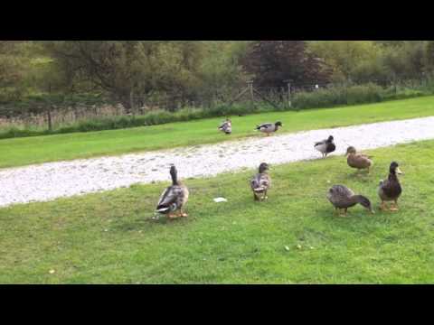 Nice Weather For Ducks Fan Vid