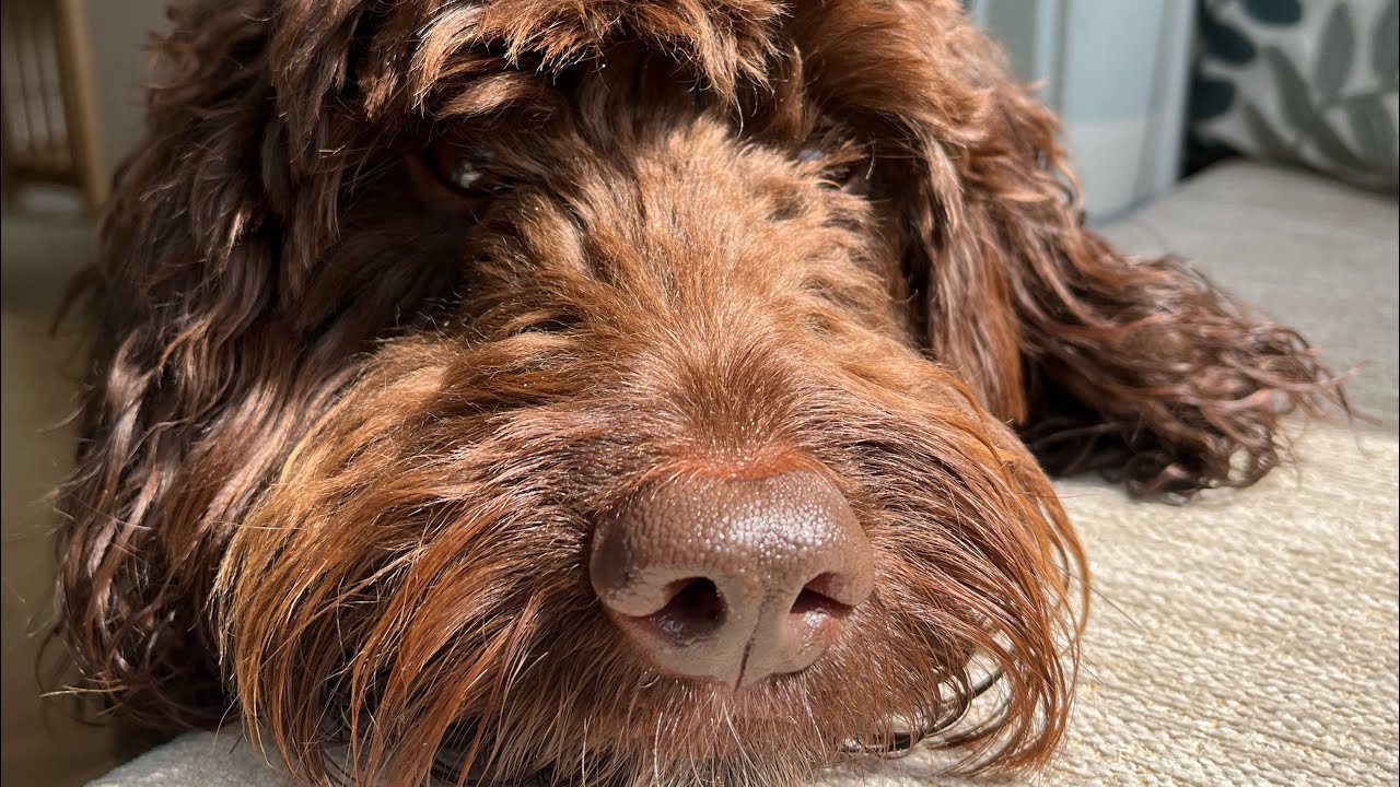 Dogfriendly cottages in Fife 2023 YouTube