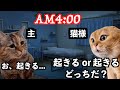 【猫ミーム】猫を飼うと休日がこうなるという、いたって幸せな話。