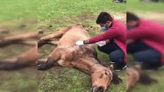 Ayağı Kırılan Atın Yardımına Tarım Ve Orman Bakanlığı Görevlileri Yetişti