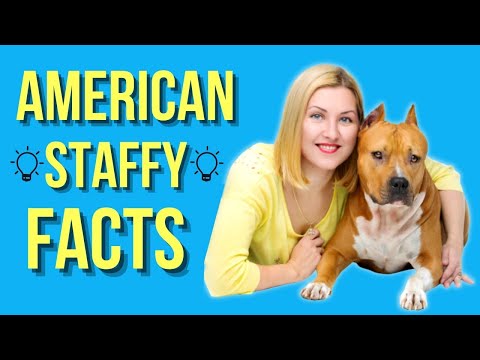 American Staffordshire Terrier Top 10 Facts ( Amstaff )