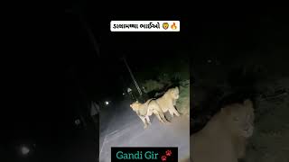 ભાઈબંધ || HAVAJ || gir sasangir shortvideo statusvideo gujarat king yt lion gandigir